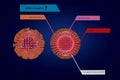 Coronavirus disease COVID-19 ,Concept WHAT is covid 19 : The other third of the viral genome encodes four Ã¢â¬ÅstructuralÃ¢â¬Â